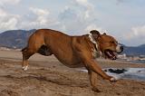 AMSTAFF ADULT 224